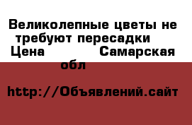 Великолепные цветы не требуют пересадки.  › Цена ­ 1 000 - Самарская обл.  »    